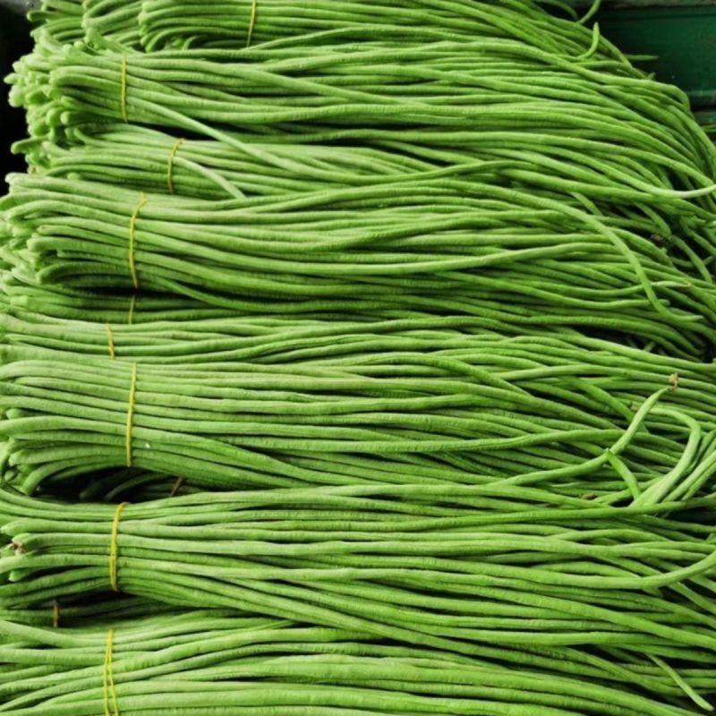 高田518豆角种子特长黑眉豇豆种子紫花超长豆角种籽深绿