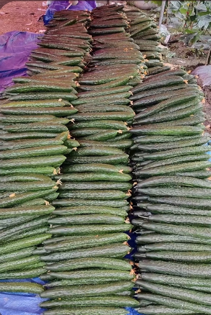 自种黄瓜，农村种植基地