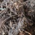 升麻新货整个的水洗毛货大量供应现货实拍量大
