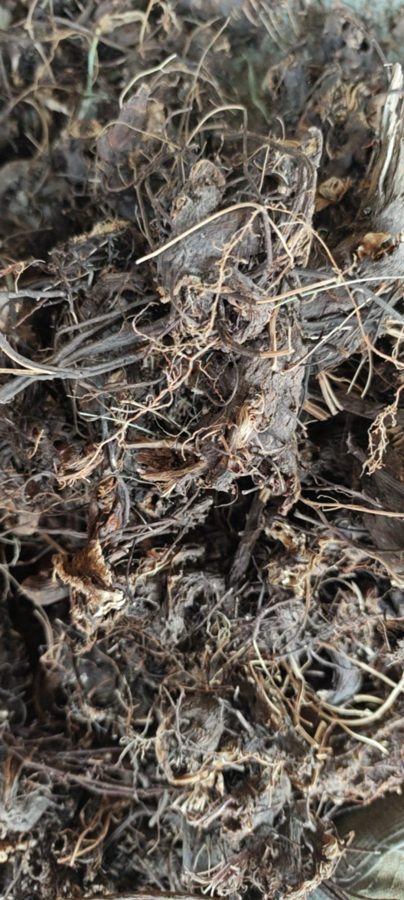 升麻新货整个的水洗毛货大量供应现货实拍量大