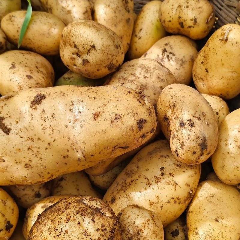 荷兰大土豆