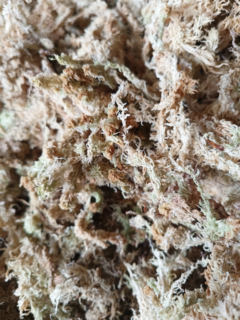 精品水苔欢迎购选