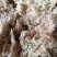 精品水苔欢迎购选