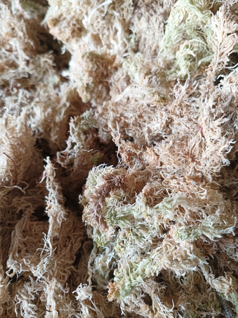 精品水苔欢迎购选