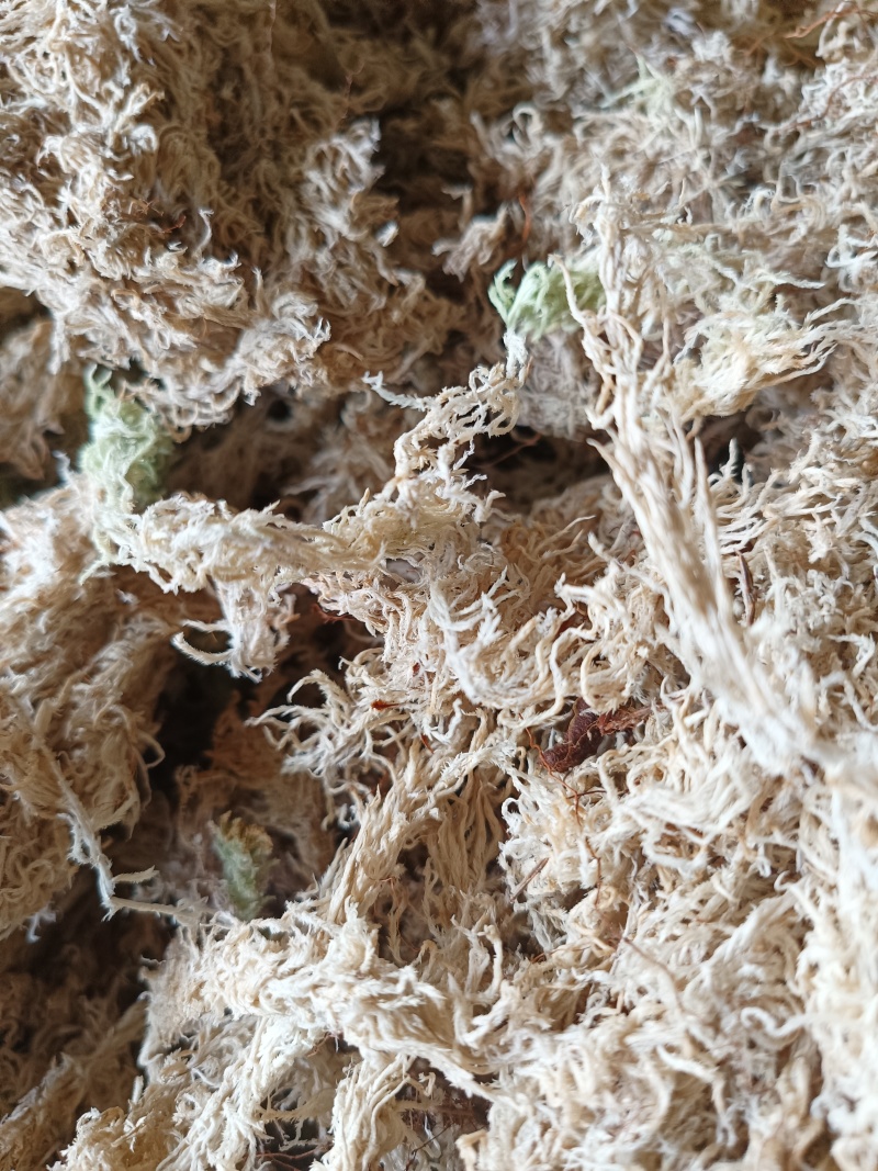 精品水苔欢迎购选
