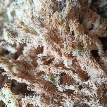 精品水苔欢迎购选