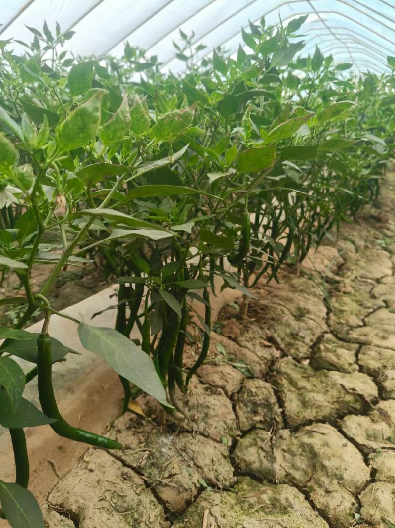 精品线椒产地发货一手货源批发质量保证价格美丽欢迎咨询