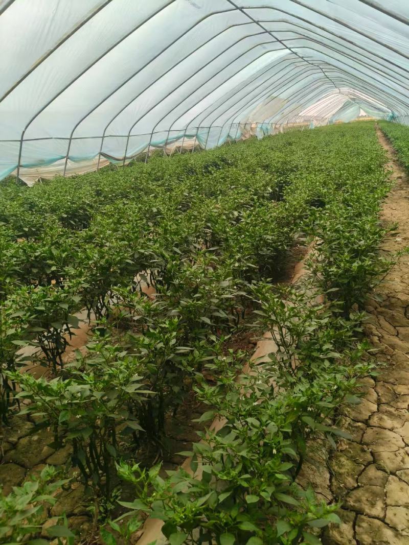 精品线椒产地发货一手货源批发质量保证价格美丽欢迎咨询