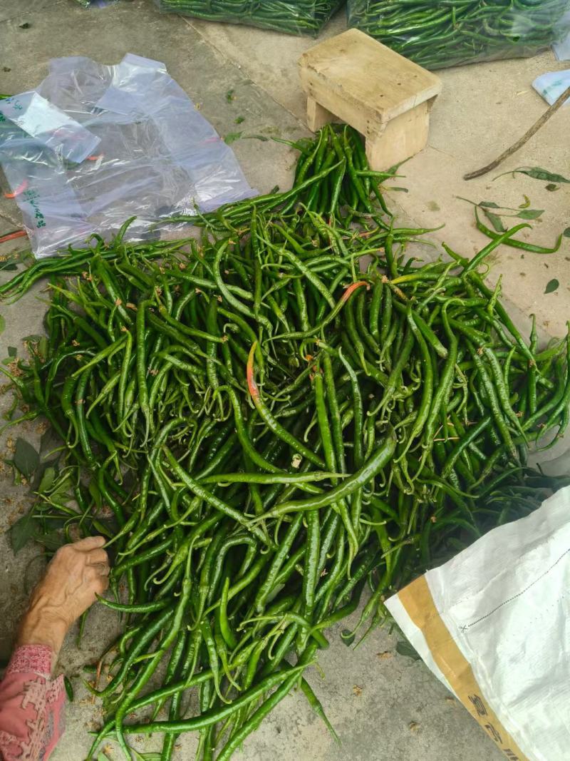 精品线椒产地发货一手货源批发质量保证价格美丽欢迎咨询