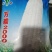 甜糯玉米，水分足，10天左右可以搬了！4.2米车可以拉！