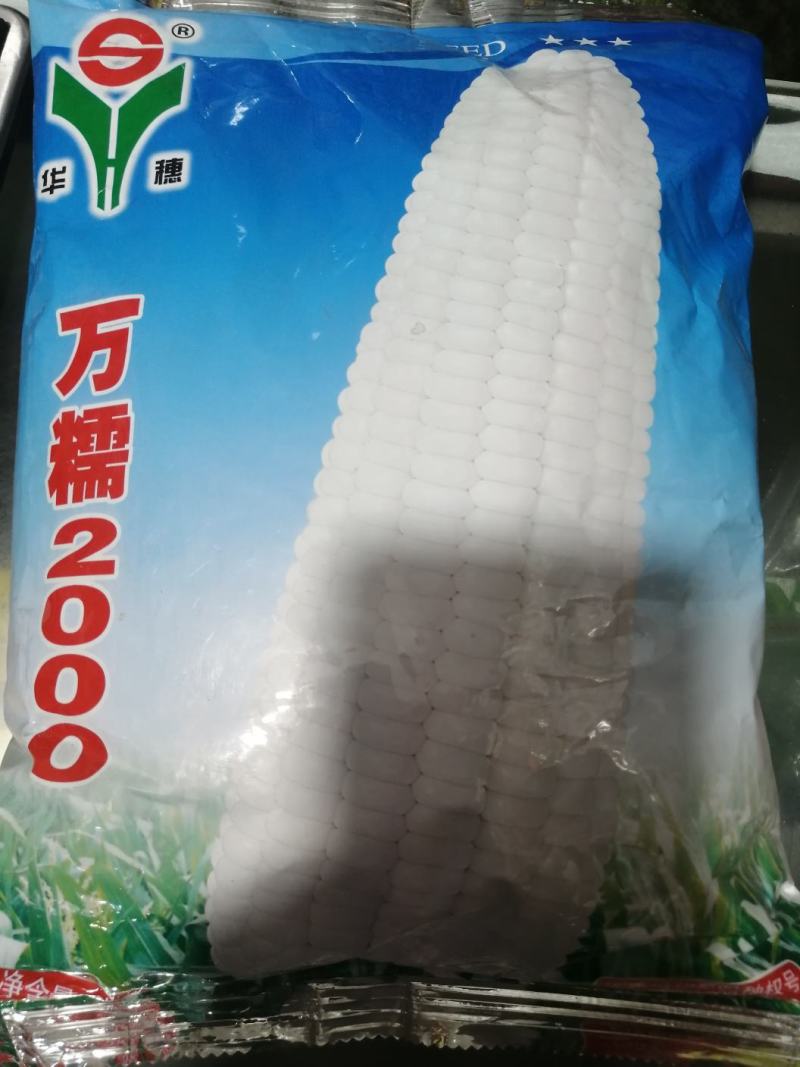 甜糯玉米，水分足，10天左右可以搬了！4.2米车可以拉！