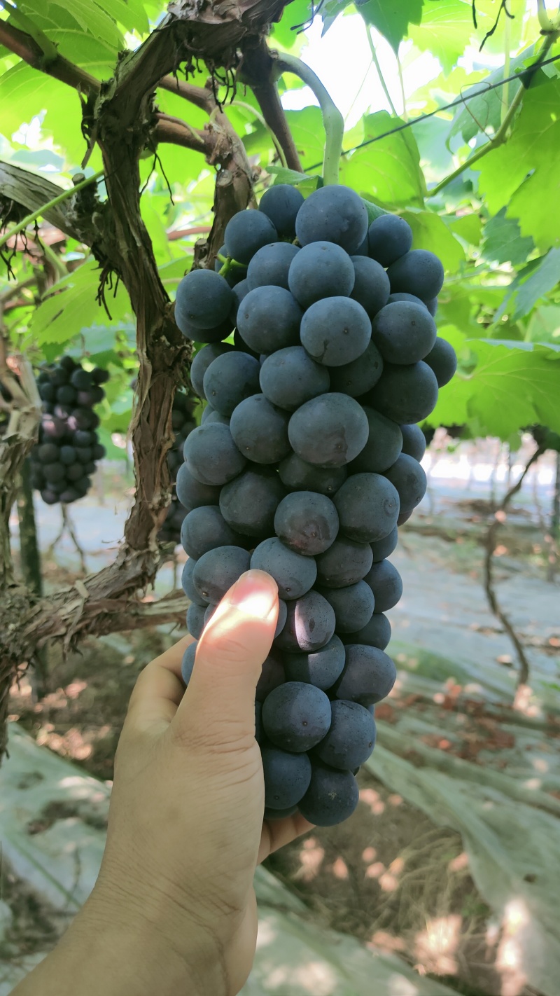 2025年夏黑