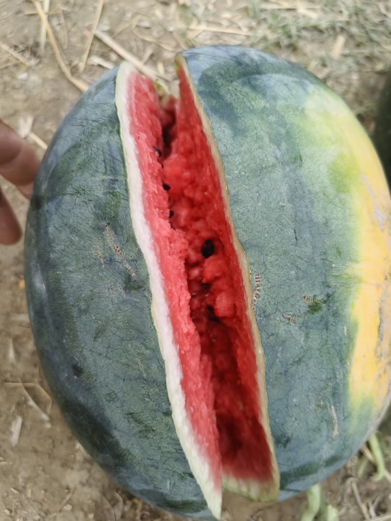 金乡西瓜大量上市！货源充足量大从优！