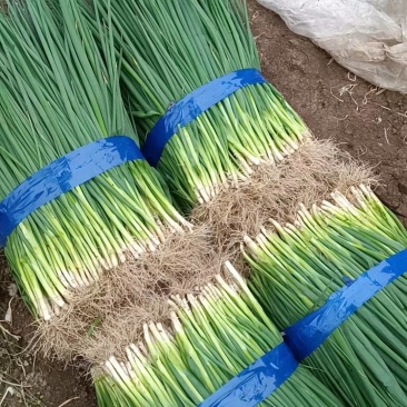 小葱大量有货