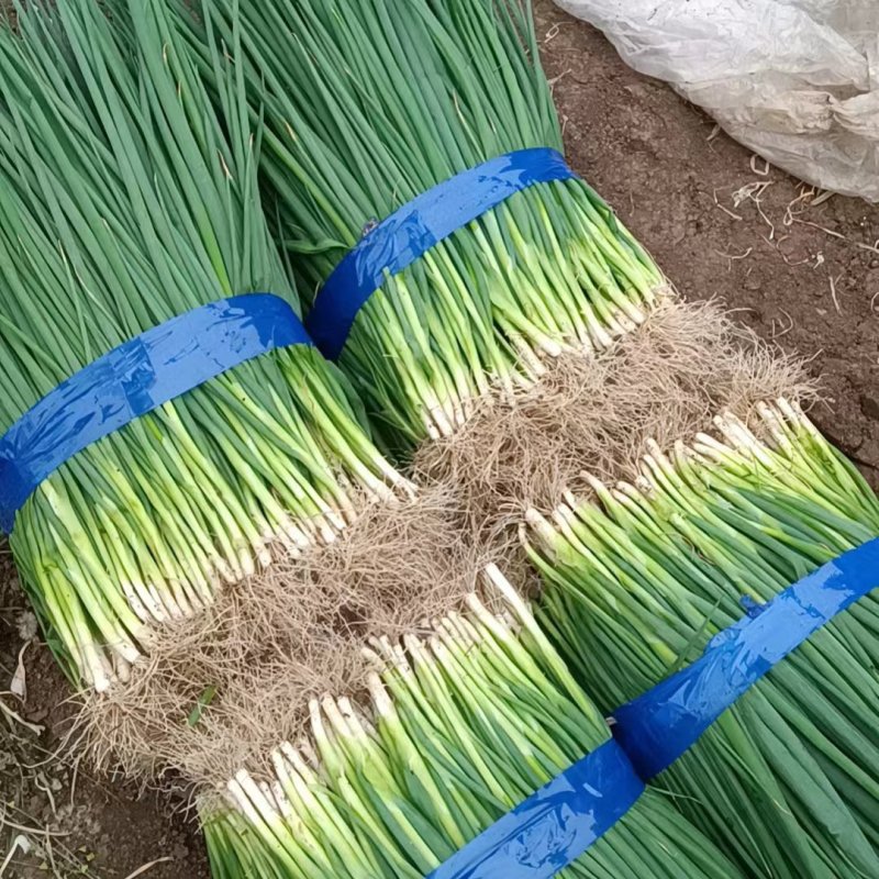 小葱大量有货