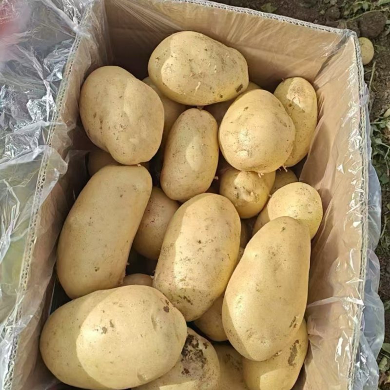 沃土土豆大量上市