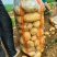沃土土豆大量上市