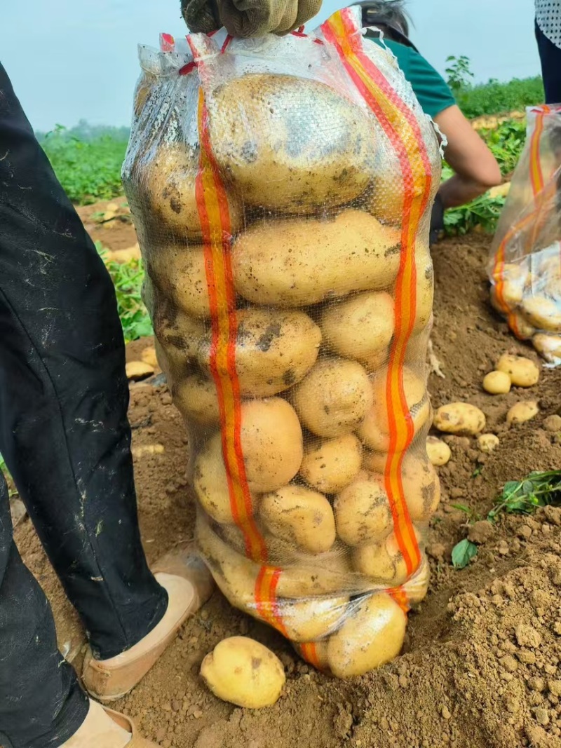 沃土土豆大量上市