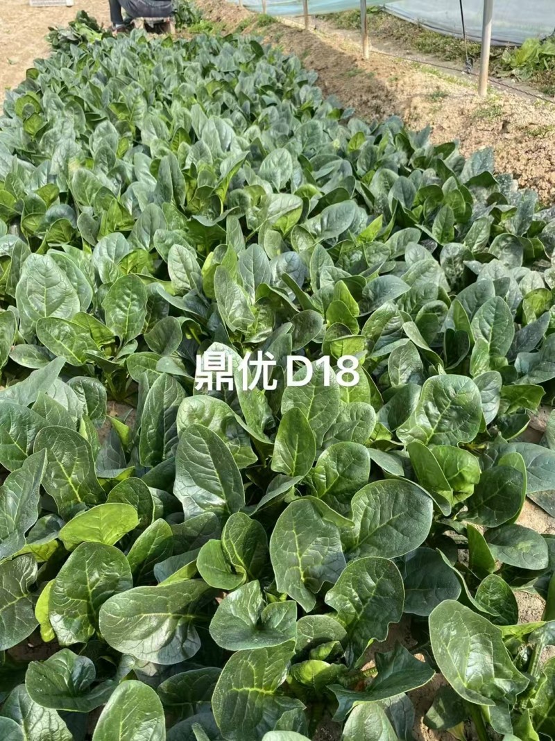 鼎优D18优质菠菜种子春秋冬款都可以种植经典款