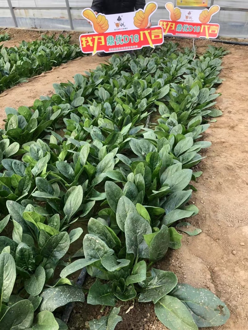 鼎优D18优质菠菜种子春秋冬款都可以种植经典款