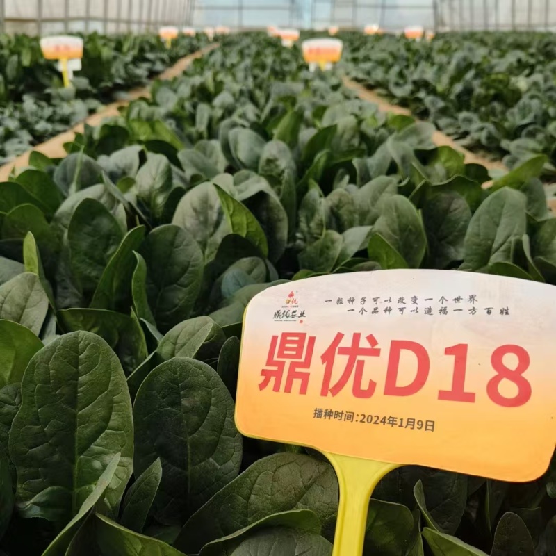 鼎优D18优质菠菜种子春秋冬款都可以种植经典款
