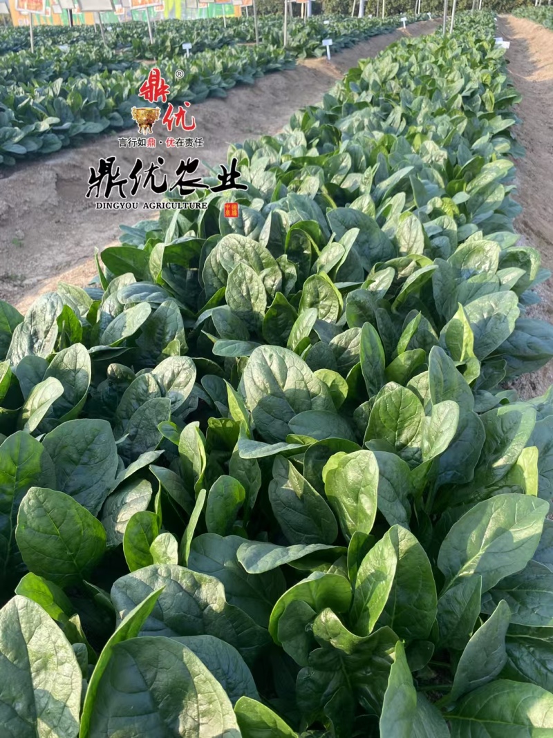 鼎优D18优质菠菜种子春秋冬款都可以种植经典款