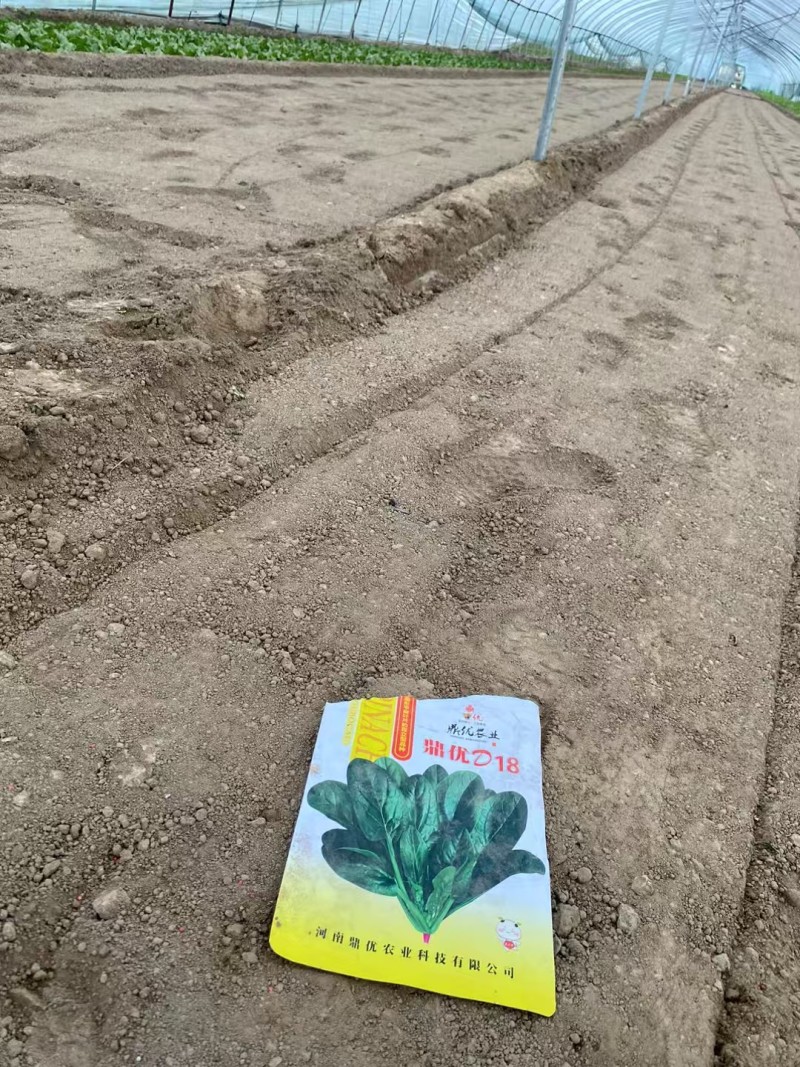 鼎优D18优质菠菜种子春秋冬款都可以种植经典款