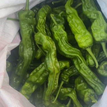 特辣小皱皮辣椒精品市场货欢迎大型商超生鲜精品店订购