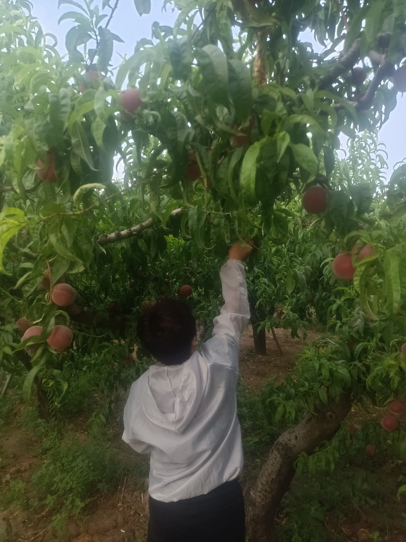 郑二毛桃