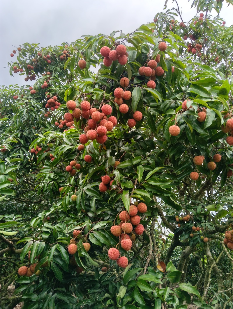 广东阳西上洋玉何包荔枝