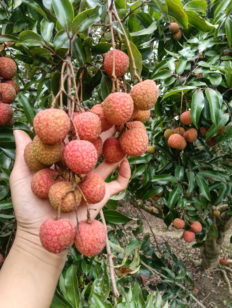 广东阳西上洋玉何包荔枝