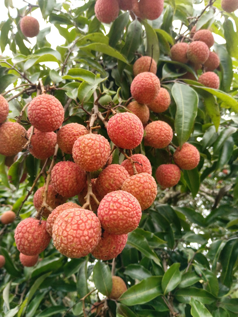 广东阳西上洋玉何包荔枝