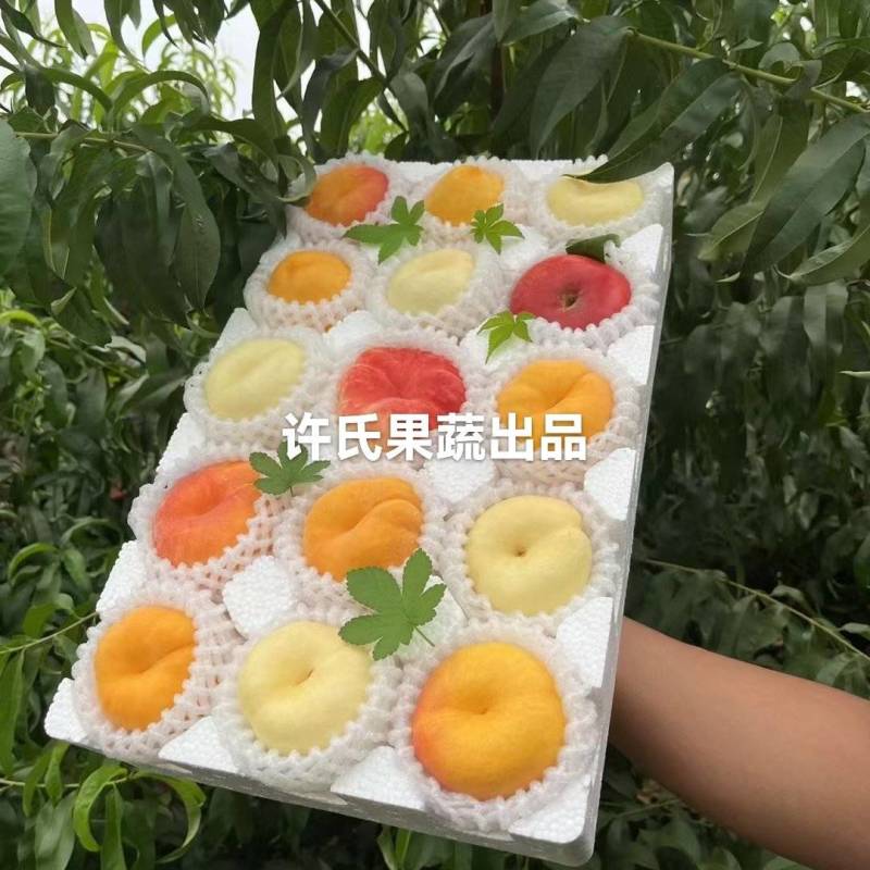 【产地】油盘桃毛潘桃油桃黄油桃持续供货中