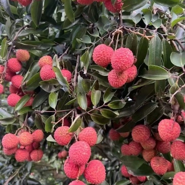 代办荔枝