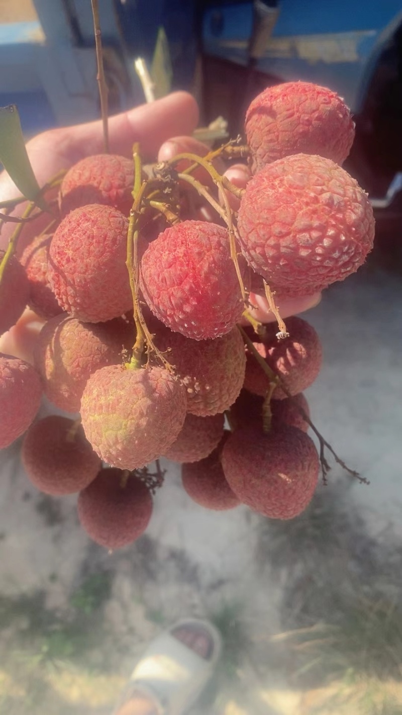 黑叶1块钱一斤***********代办