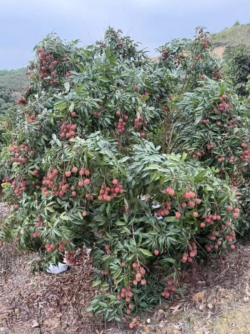 黑叶1块钱一斤***********代办