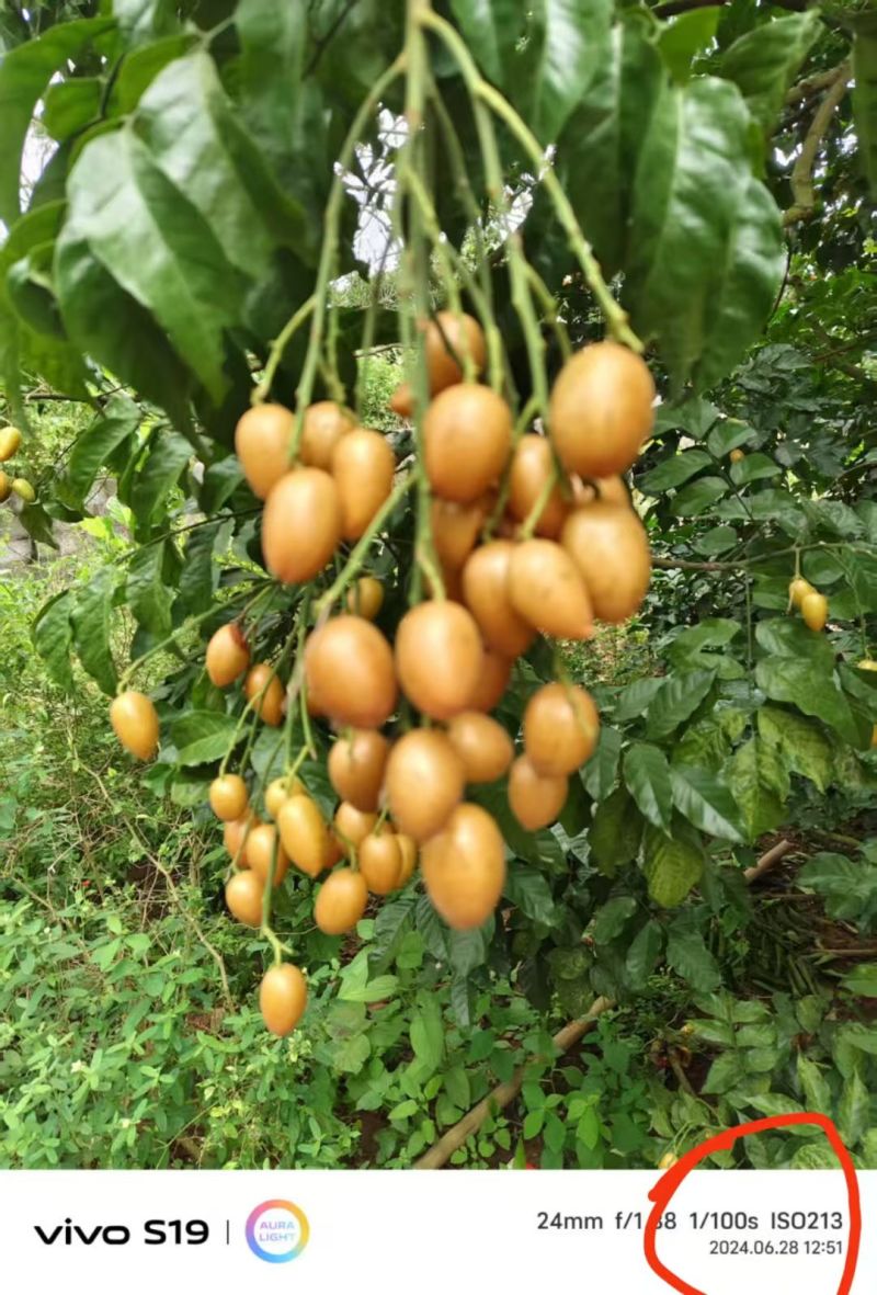 高州鸡心皮，黑金刚黄皮，果园，百家果，农户快速调货，装车