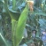 玉米软糯香甜品质保证自家种植欢迎来电洽谈