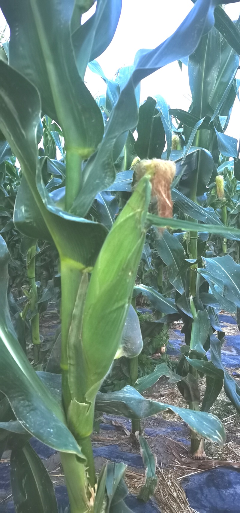 玉米软糯香甜品质保证自家种植欢迎来电洽谈