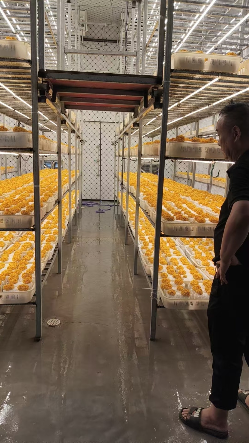 金耳鲜品有现货。可详聊，大批量供应，有现货。欢迎来交流低