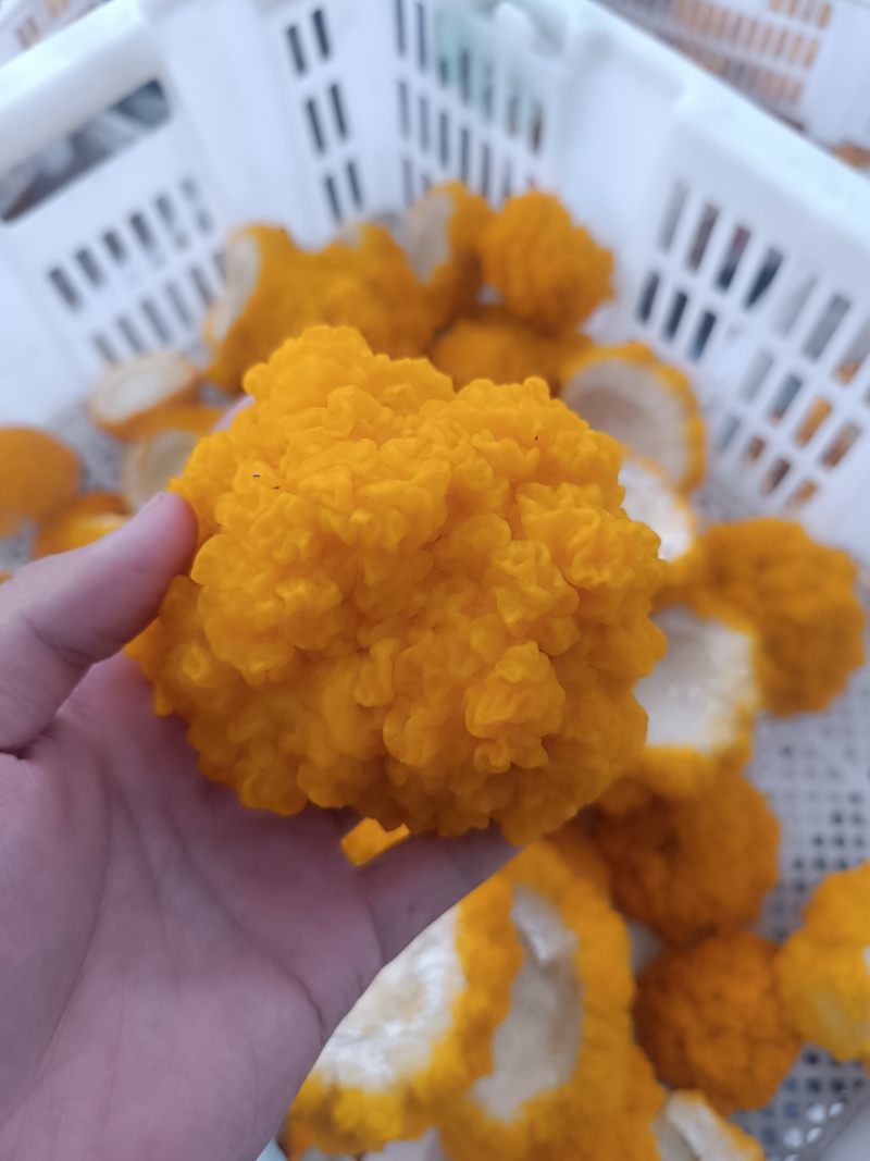 金耳鲜品有现货。可详聊，大批量供应，有现货。欢迎来交流低