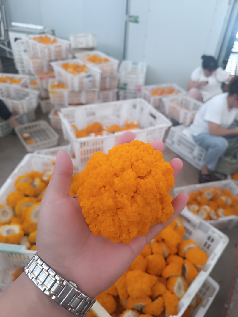金耳鲜品有现货。可详聊，大批量供应，有现货。欢迎来交流低