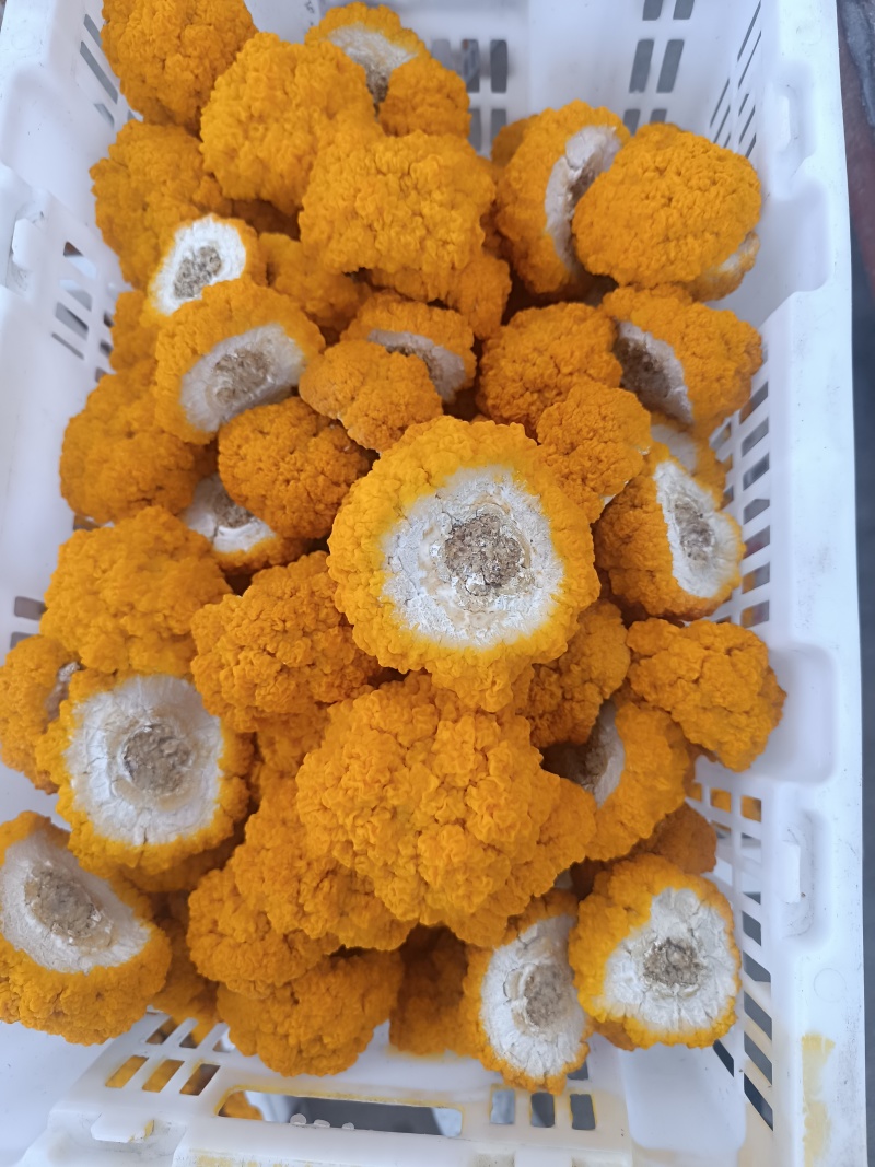 金耳鲜品有现货。可详聊，大批量供应，有现货。欢迎来交流低