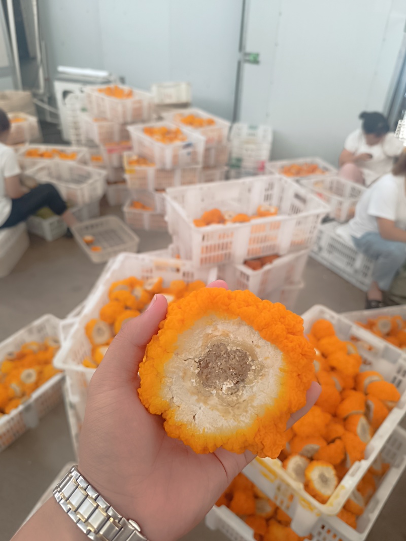 金耳鲜品有现货。可详聊，大批量供应，有现货。欢迎来交流低