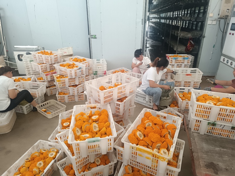 金耳鲜品有现货。可详聊，大批量供应，有现货。欢迎来交流低