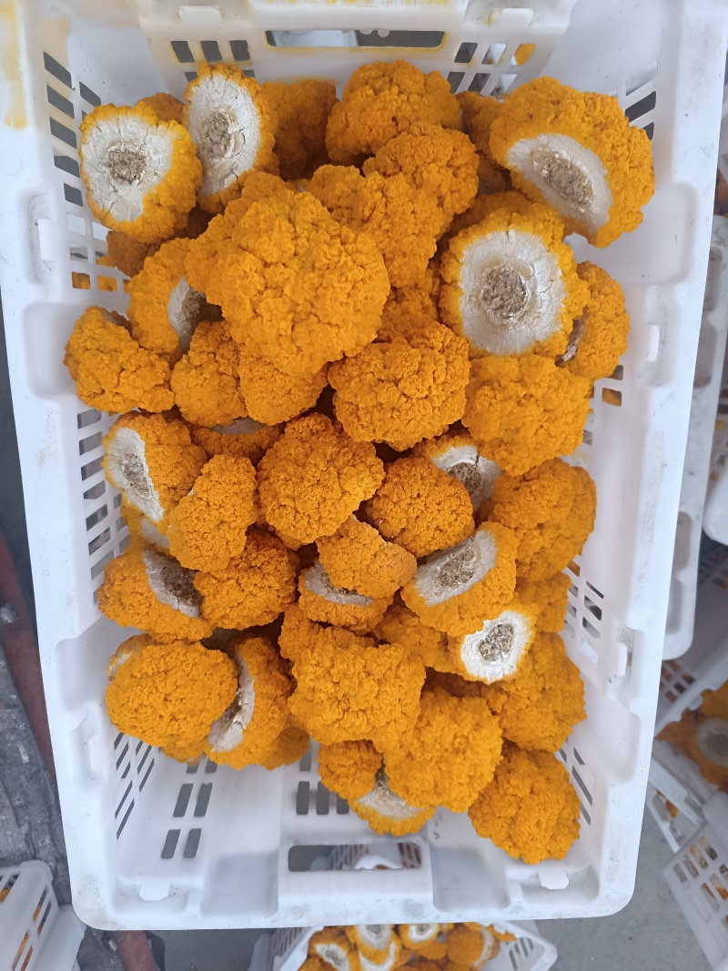金耳鲜品有现货。可详聊，大批量供应，有现货。欢迎来交流低