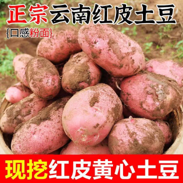 云南高山红皮洋芋黄心