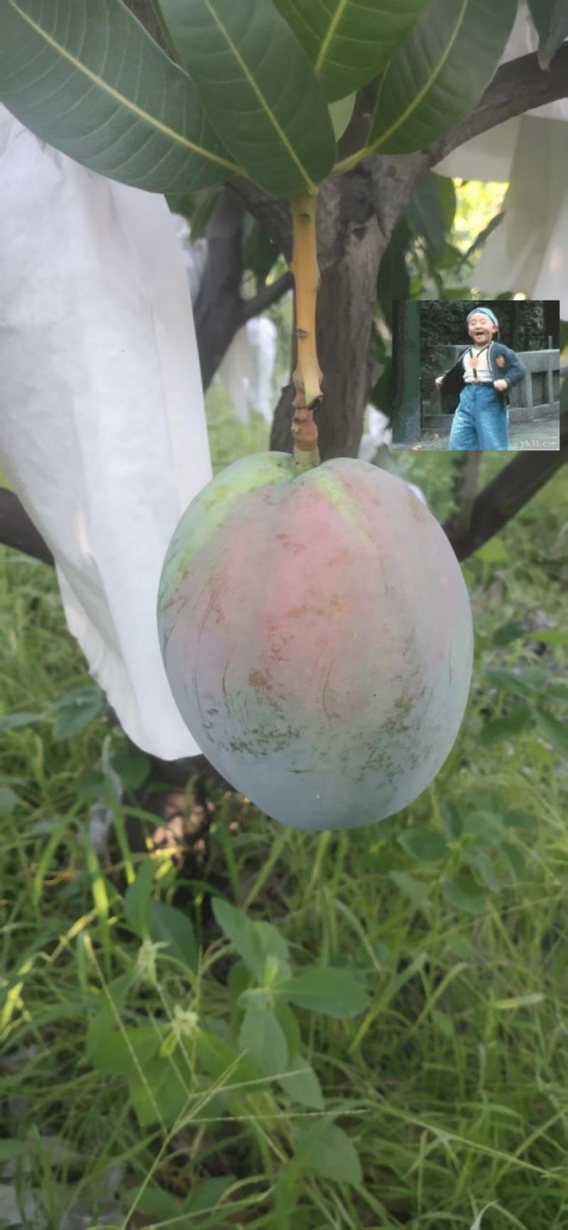 攀枝花贵妃芒熟了，欢迎各位老板前来洽谈，