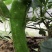 【百人回购】赤峰牛角椒/赤峰青皮椒/青皮辣椒/现摘价