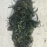 半干裙带菜，纯绿嫩菜叶，翠嫩丝滑爽口，高泡发率1斤泡4斤